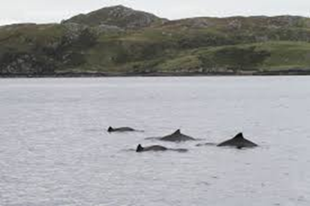 NOT at Longcraig, but this is what they would look like. Photo courtesy of the Whale and Dolphin Conservation